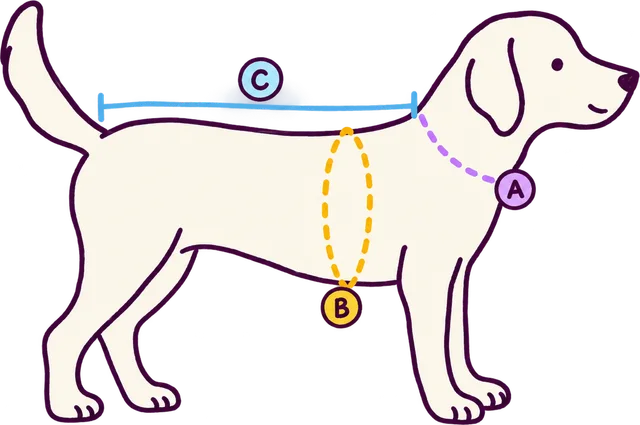 A dog in side view showing where to measure. A: around the base of the neck. B: around the widest part of the chest, just behind the front legs. C: along the back from the base of the neck to the base of the tail.